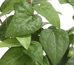 Efeu - Hedera helix, grünlaubig