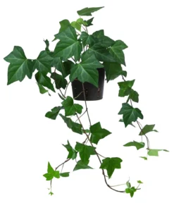 Efeu - Hedera helix, Hydrokultur