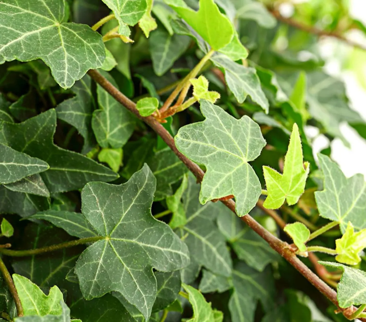 Efeu - Hedera helix 'Mein Herz', Ampel