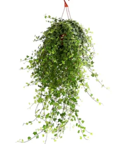 Efeu - Hedera helix 'Mein Herz', Ampel