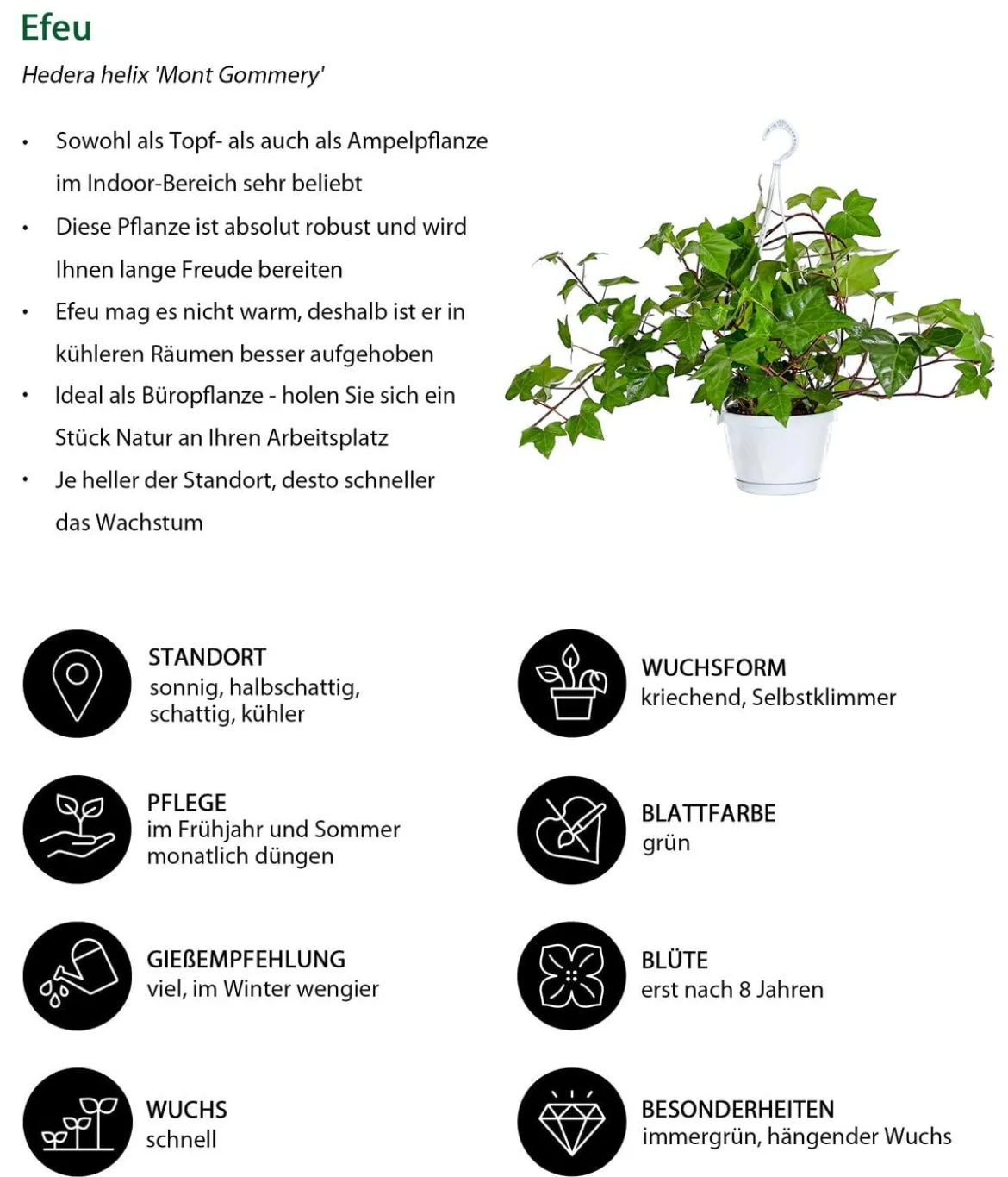 Efeu - Hedera helix 'Mont Gommery'