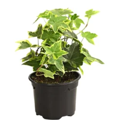 Efeu - Hedera helix, verschiedene Sorten