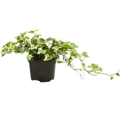 Efeu - Hedera helix, verschiedene Sorten