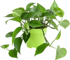 Efeutute - Epipremnum aureum