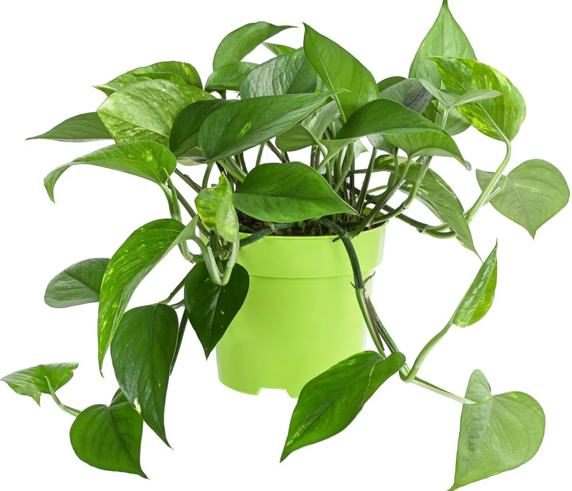 Efeutute - Epipremnum aureum