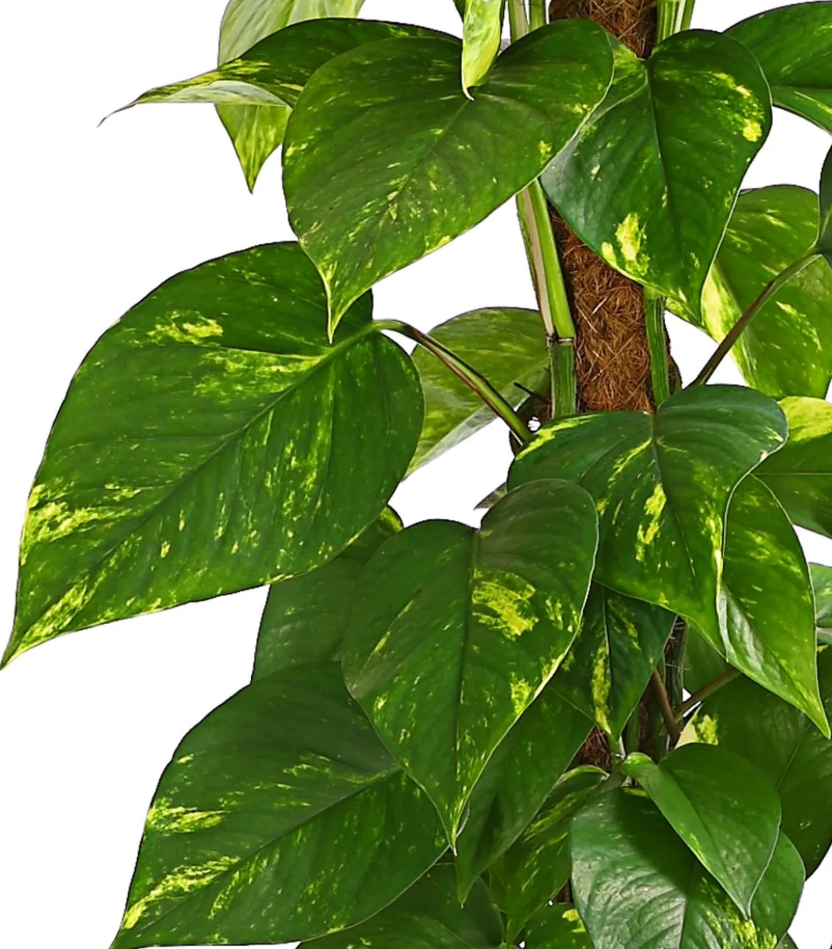 Efeutute - Epipremnum aureum am Moosstab