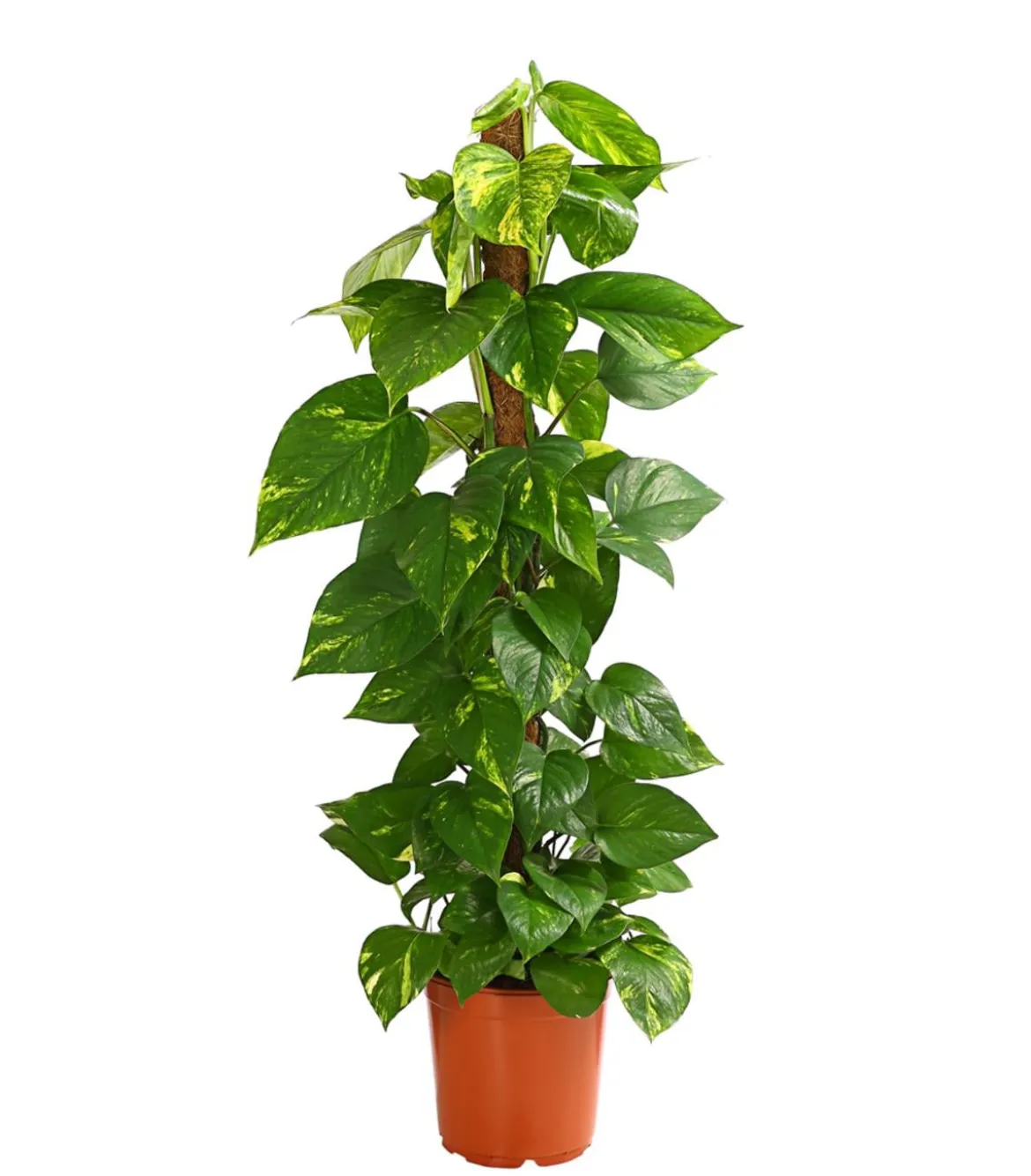 Efeutute - Epipremnum aureum am Moosstab