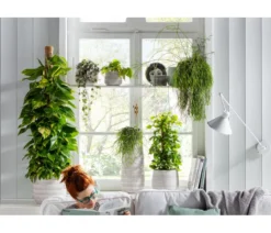 Efeutute - Epipremnum aureum am Moosstab