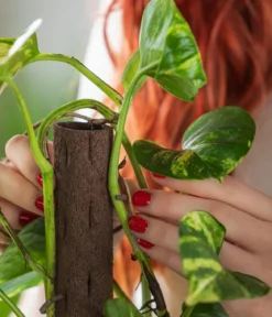 Efeutute - Epipremnum aureum am Kratistestab