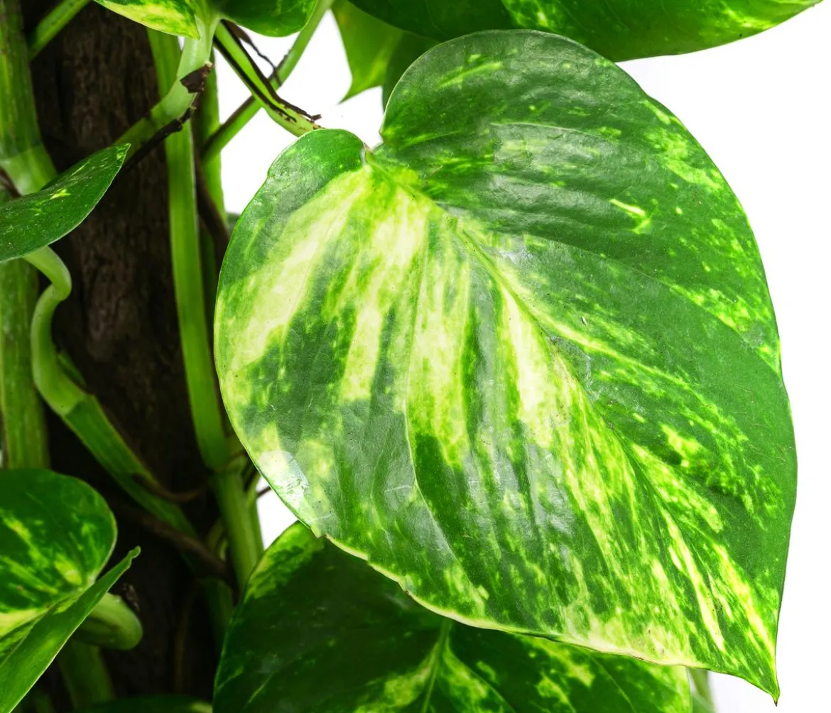 Efeutute - Epipremnum aureum am Kratistestab
