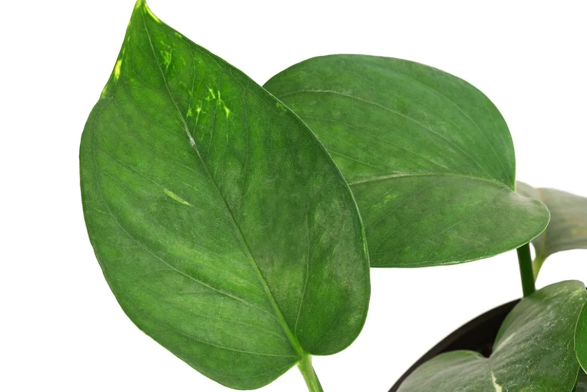 Efeutute - Epipremnum aureum, Hydrokultur