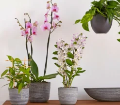Efeutute - Epipremnum aureum 'Torro', Ampel