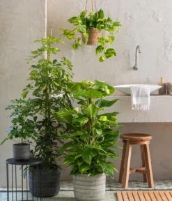 Efeutute - Epipremnum aureum 'Torro', Ampel