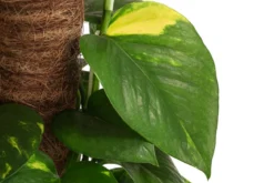 Efeutute - Epipremnum aureum 'Torro' am Moosstab