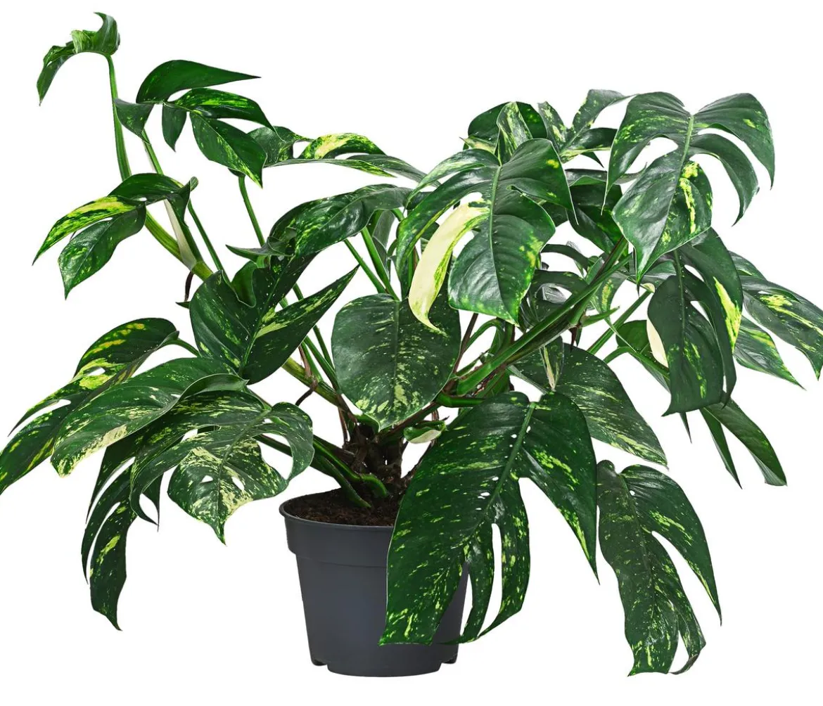 Efeutute - Epipremnum pinnatum 'Goldfinger'