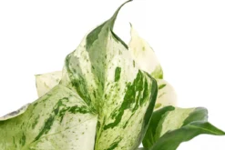 Efeutute - Epipremnum pinnatum 'Happy Leaf'