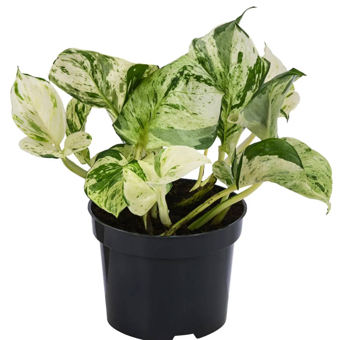 Efeutute - Epipremnum pinnatum 'Happy Leaf'