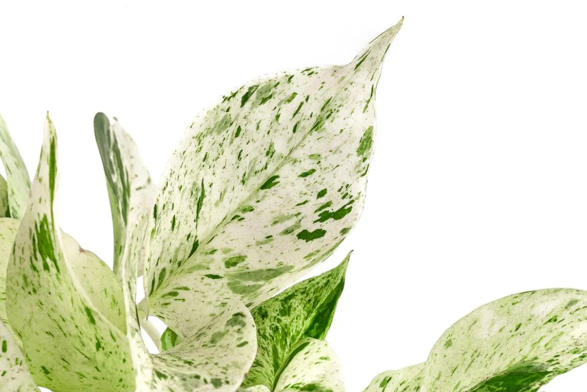 Efeutute - Scindapsus 'Marble Queen', Hydrokultur