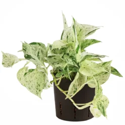 Efeutute - Scindapsus 'Marble Queen', Hydrokultur