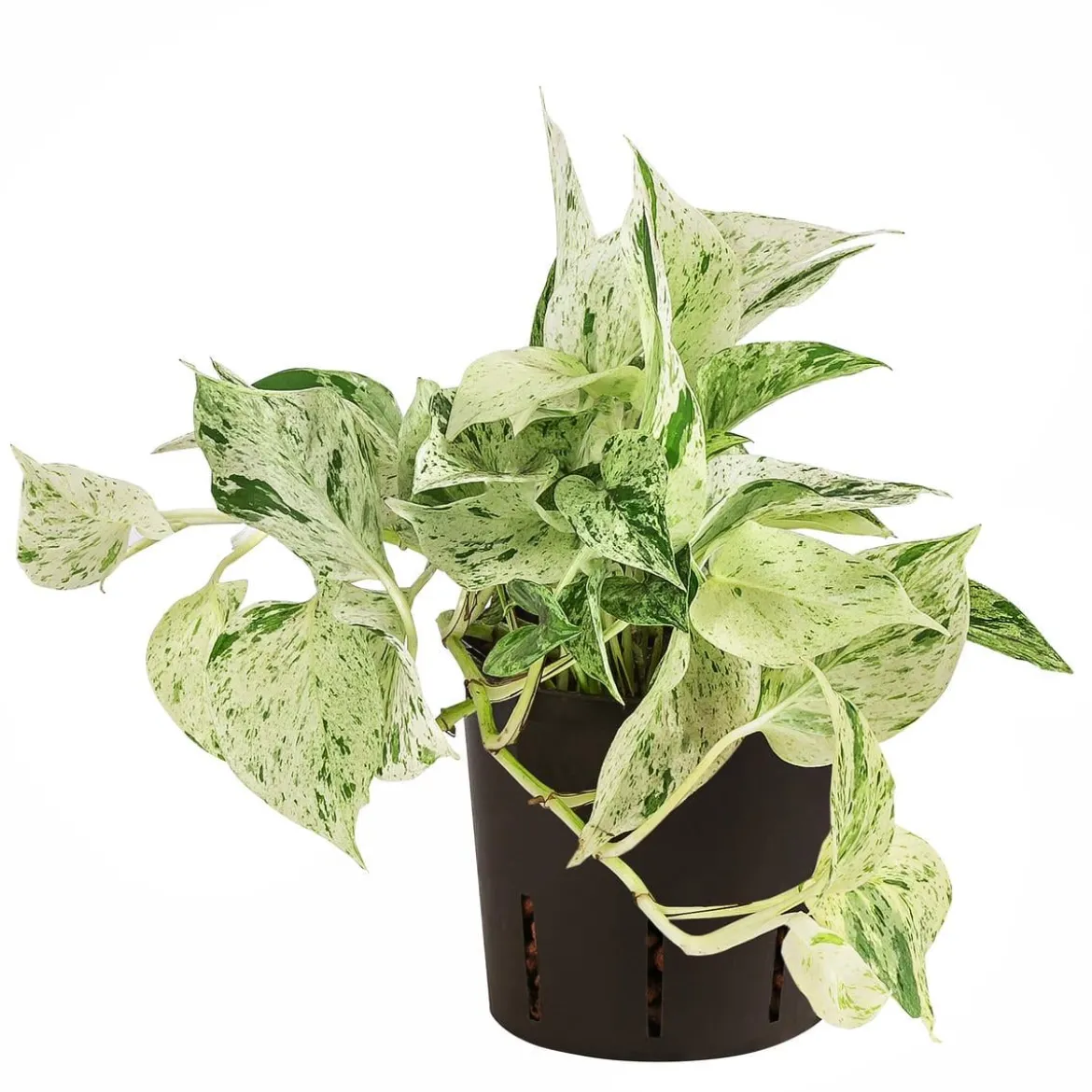 Efeutute - Scindapsus 'Marble Queen', Hydrokultur