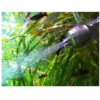 EHEIM Sauerstoffzufuhr Diffusor 12/16 und 16/22