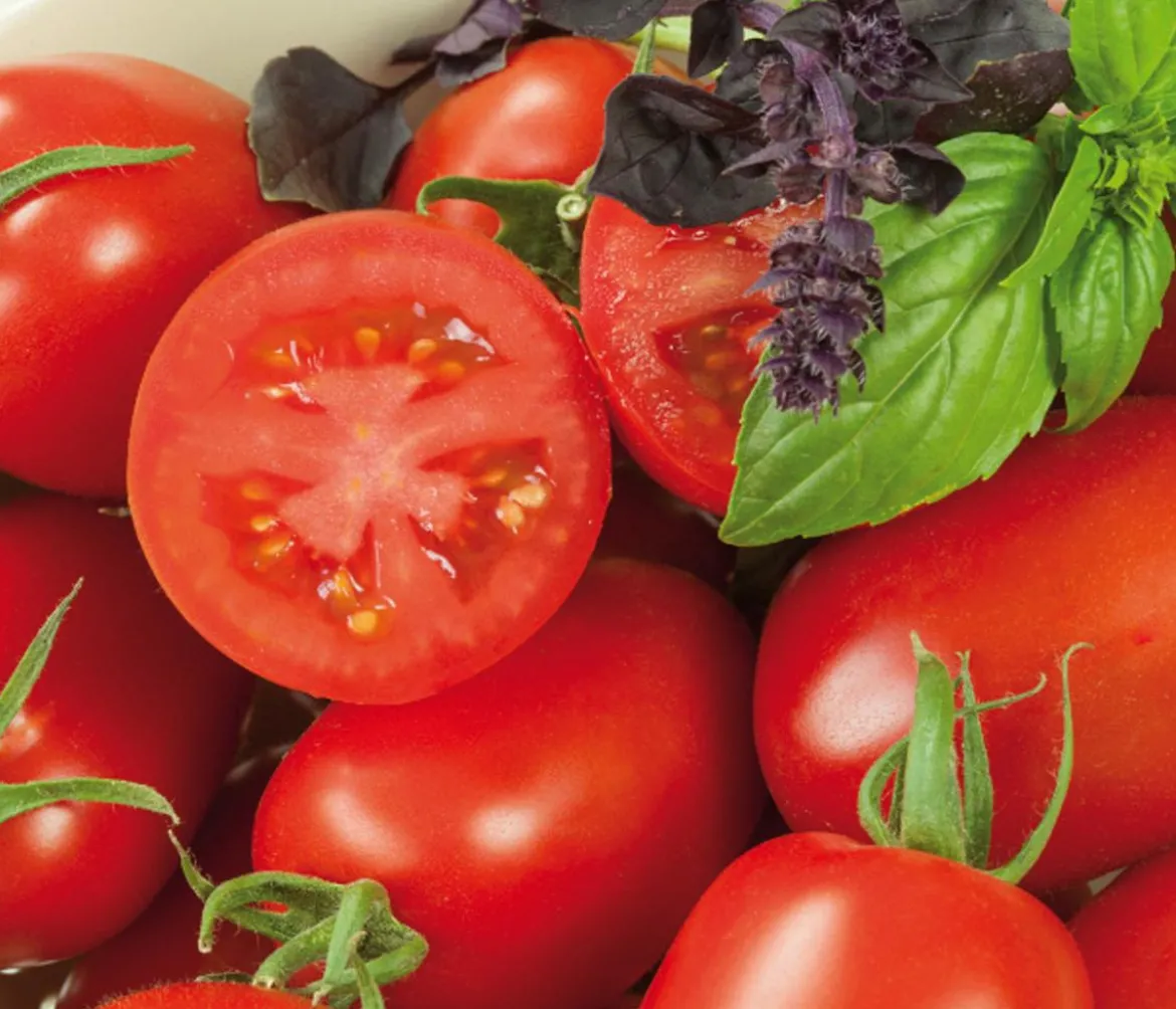 Eiertomate, rot
