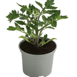Eiertomate, rot