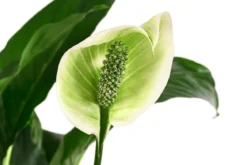 Einblatt - Spathiphyllum 'Mont Blanc', Hydrokultur