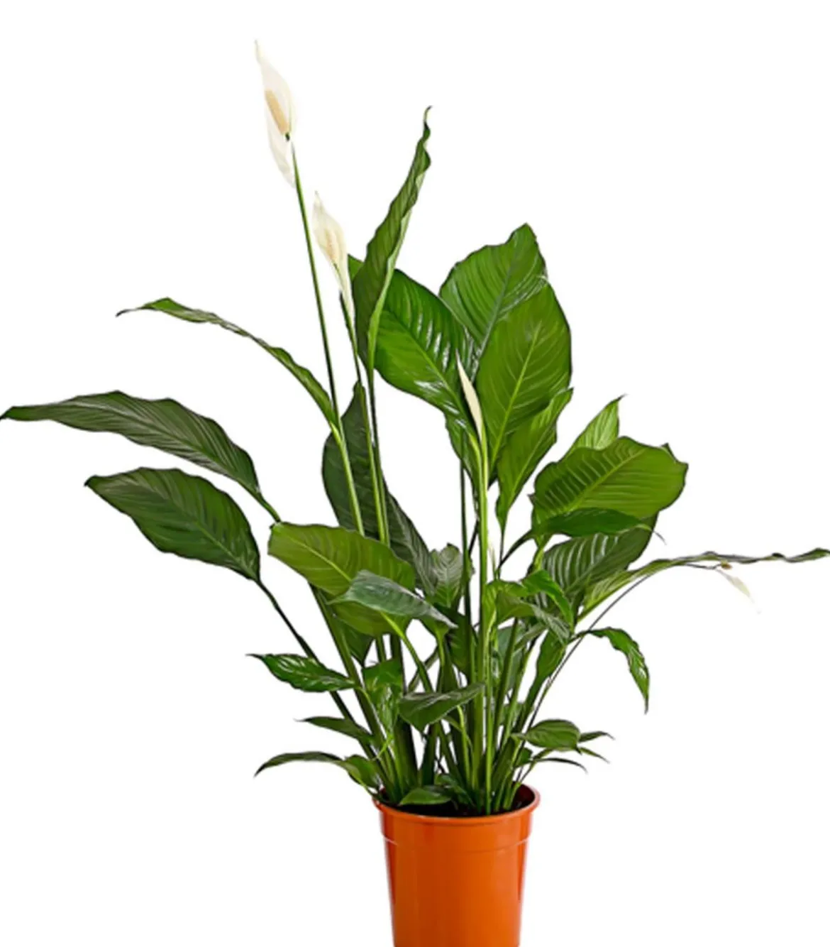 Einblatt - Spathiphyllum wallisii 'Sebastian'
