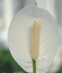 Einblatt - Spathiphyllum wallisii 'Silvana'