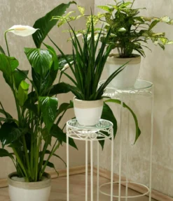 Einblatt - Spathiphyllum wallisii 'Silvana'