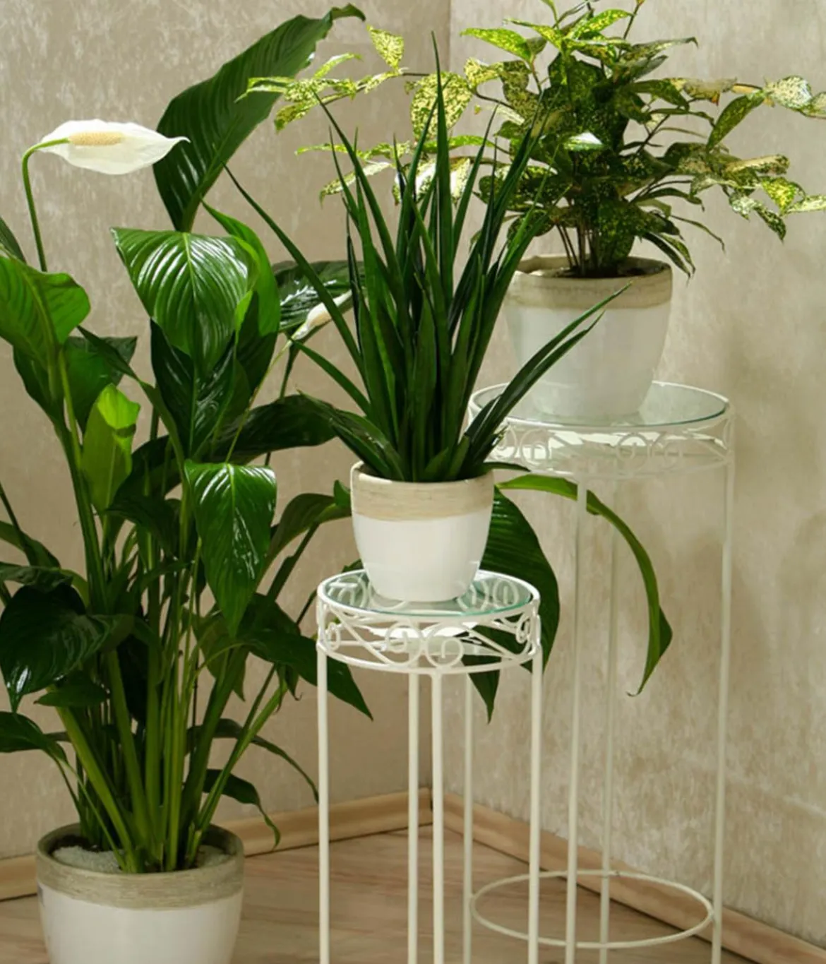 Einblatt - Spathiphyllum wallisii 'Silvana'