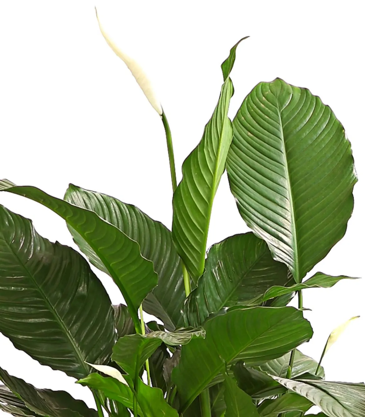 Einblatt - Spathiphyllum wallisii 'Silvana'
