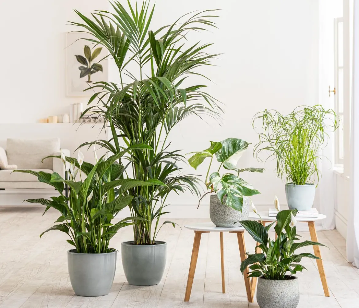 Einblatt - Spathiphyllum wallisii 'Silvana'
