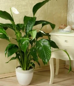 Einblatt - Spathiphyllum wallisii 'Silvana'