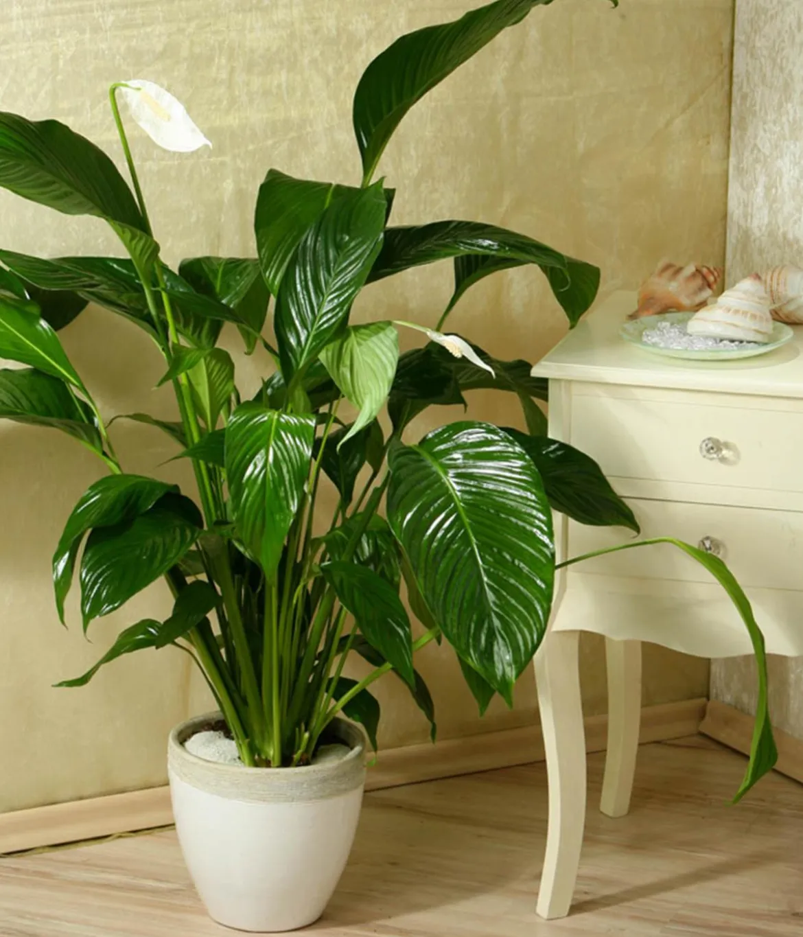 Einblatt - Spathiphyllum wallisii 'Silvana'