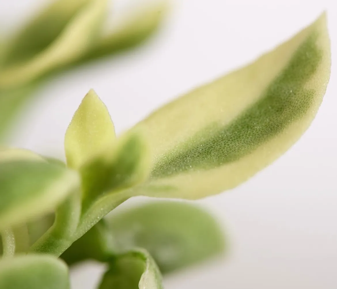 Eiskraut