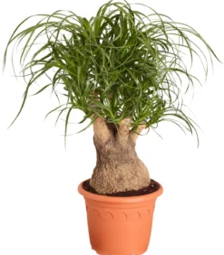 Elefantenfuß - Beaucarnea recurvata, verzweigt