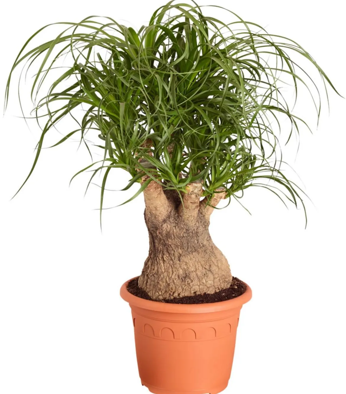 Elefantenfuß - Beaucarnea recurvata, verzweigt