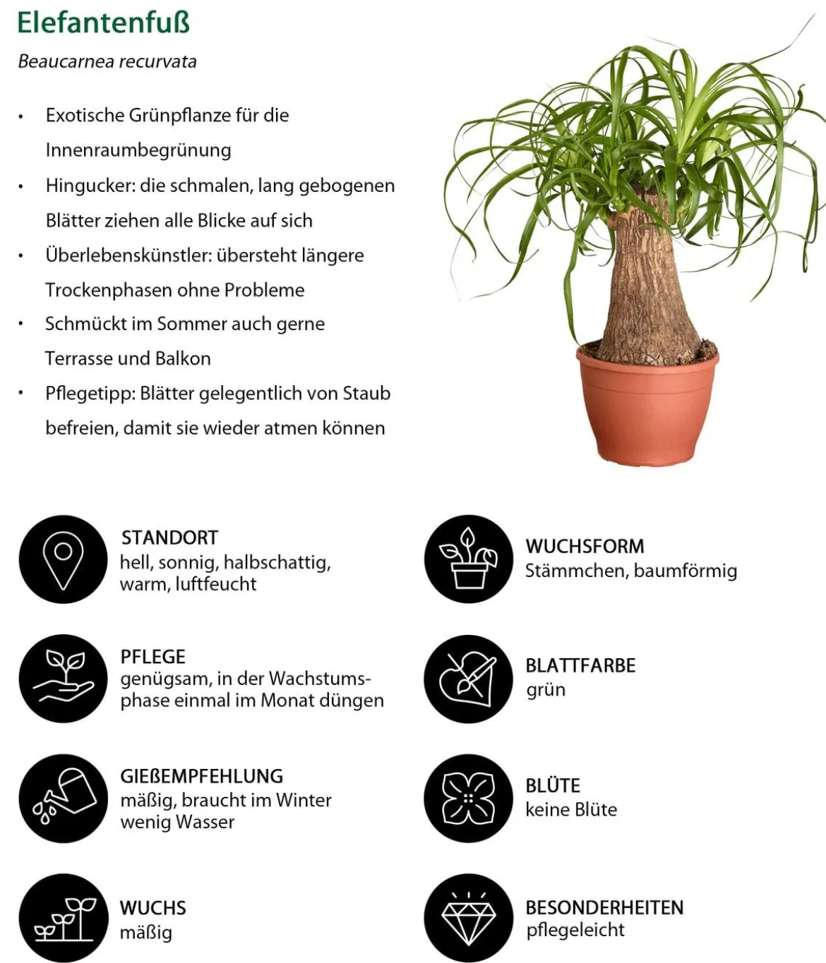 Elefantenfuß - Beaucarnea recurvata