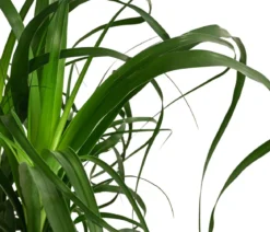 Elefantenfuß - Beaucarnea recurvata, Hydrokultur