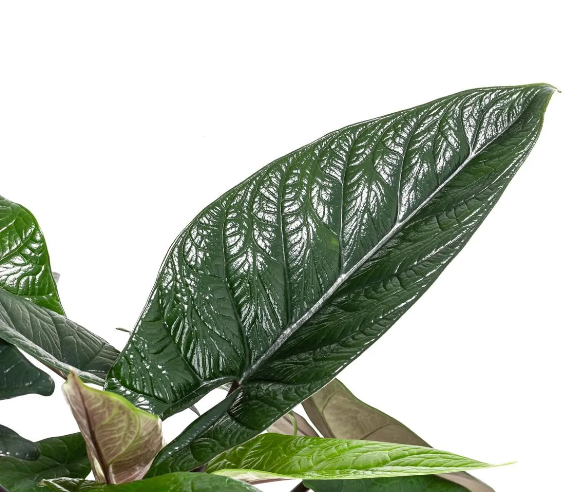 Elefantenohr - Alocasia scalprum