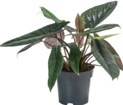 Elefantenohr - Alocasia scalprum