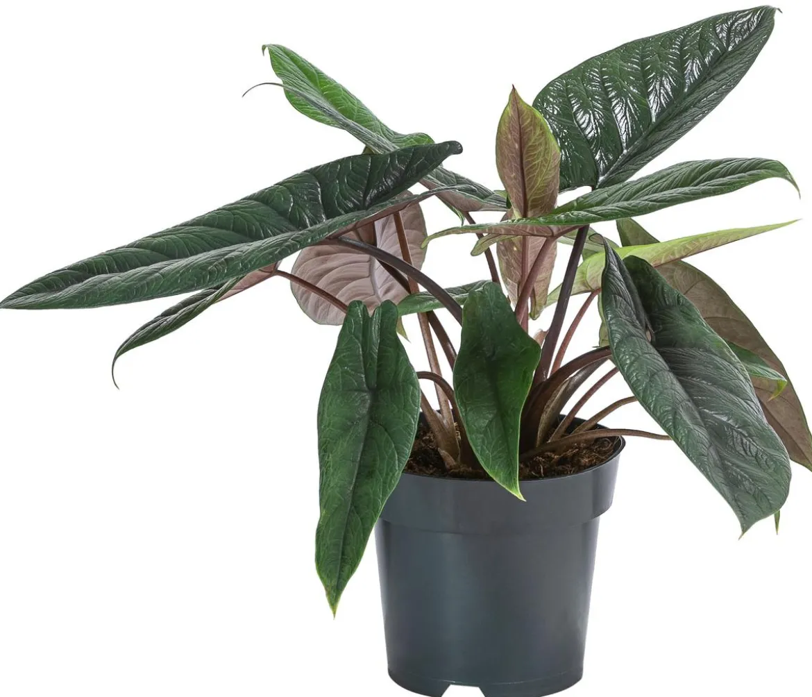 Elefantenohr - Alocasia scalprum