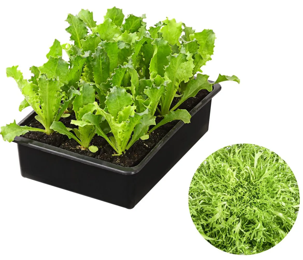 Endiviensalat 'Frisee', 6er Schale
