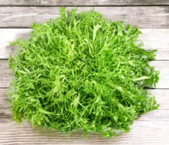 Endiviensalat 'Frisee', 6er Schale