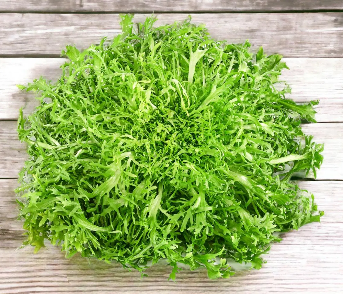 Endiviensalat 'Frisee', 6er Schale