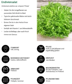 Endiviensalat 'Frisee', 6er Schale
