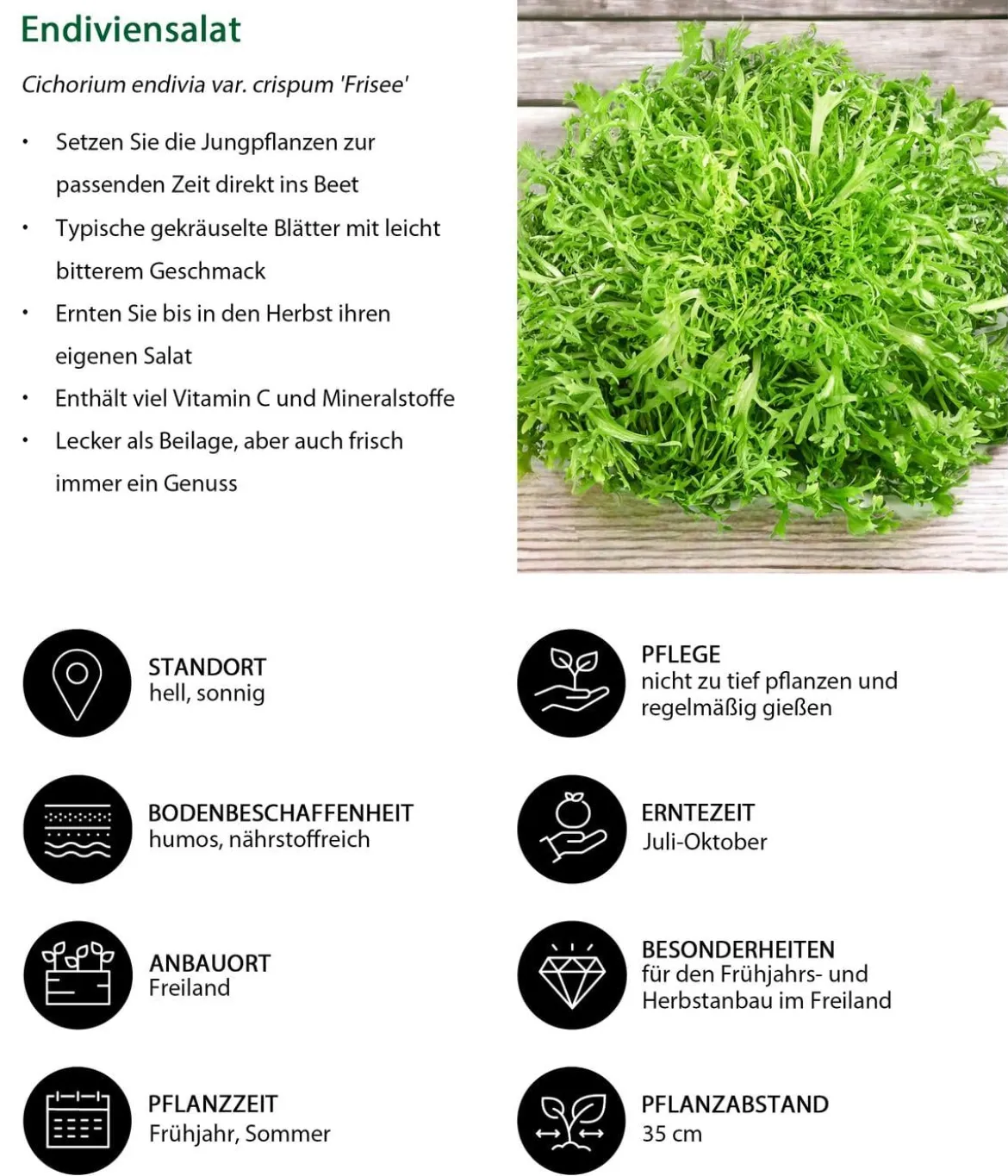 Endiviensalat 'Frisee', 6er Schale