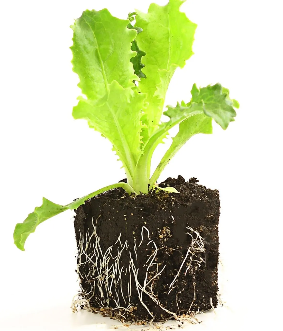 Endiviensalat 'Frisee', 6er Schale
